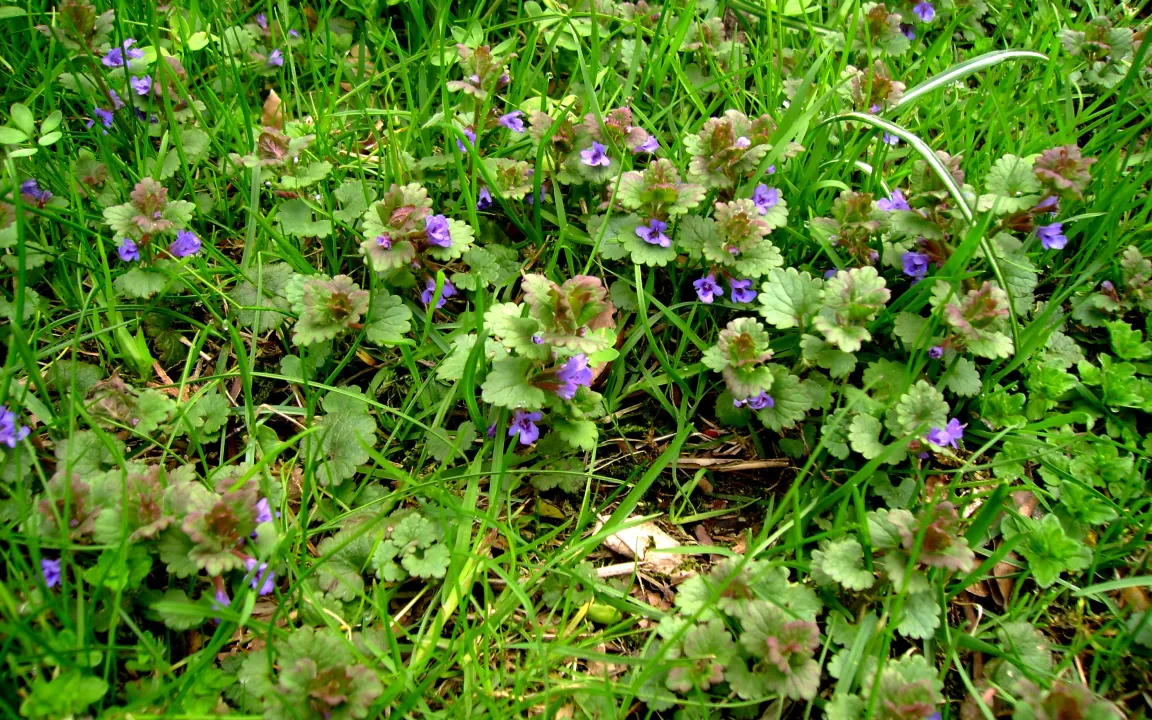 Unerwünschte Pflanzen im Rasen bekämpfen