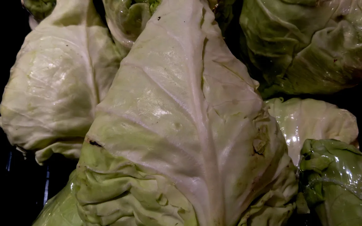 Blattfleckenkrankheiten an Kohl