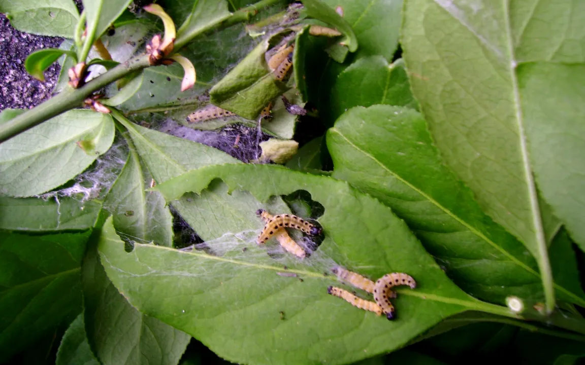 Schäden an Euonymus – Spindelbaum, Pfaffenhütchen