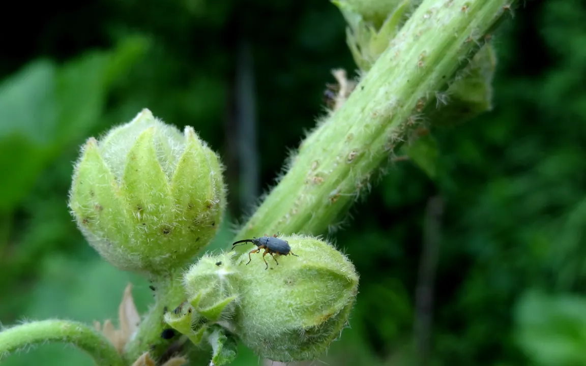 Langrüssliges Stockrosen-Spitzmäuschen sticht in Blütenknospen