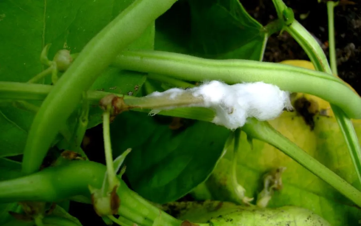 Die Gefahr aus dem Boden 