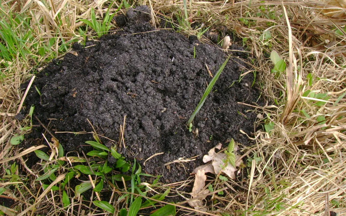 Maulwurf und Wühlmaus im Garten