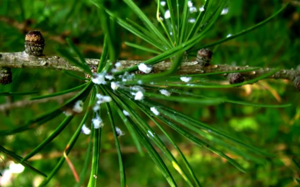 Schneeflocken im Sommer an Gehölzen?