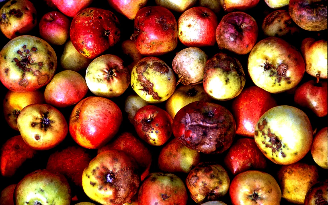 Pilzliche Fruchtkrankheiten am Apfel