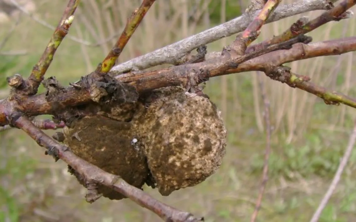 Gesundungsschnitt an Obstgehölzen und sachgerechter Wundverschluss