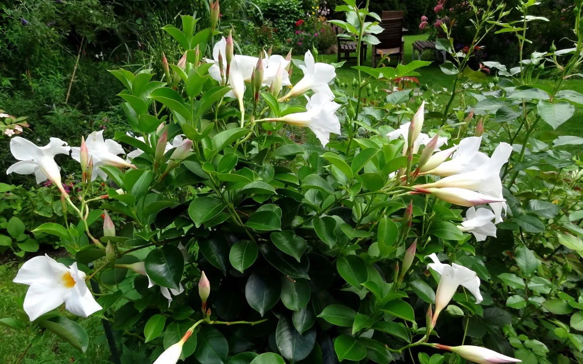 Zimmerpflanze Dipladenia, auch Mandevilla genannt