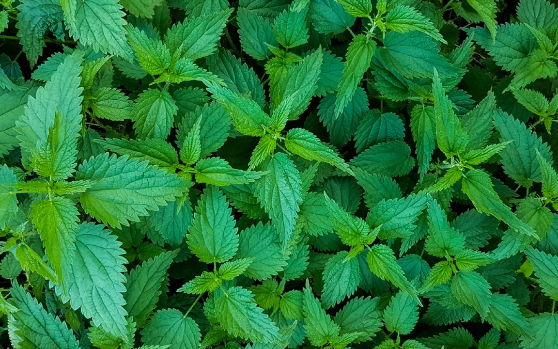 Die Brennnessel ist „Heilpflanze des Jahres 2022“