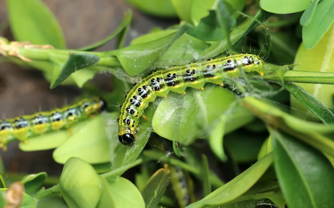 Raupen vernichten Buchsbäume