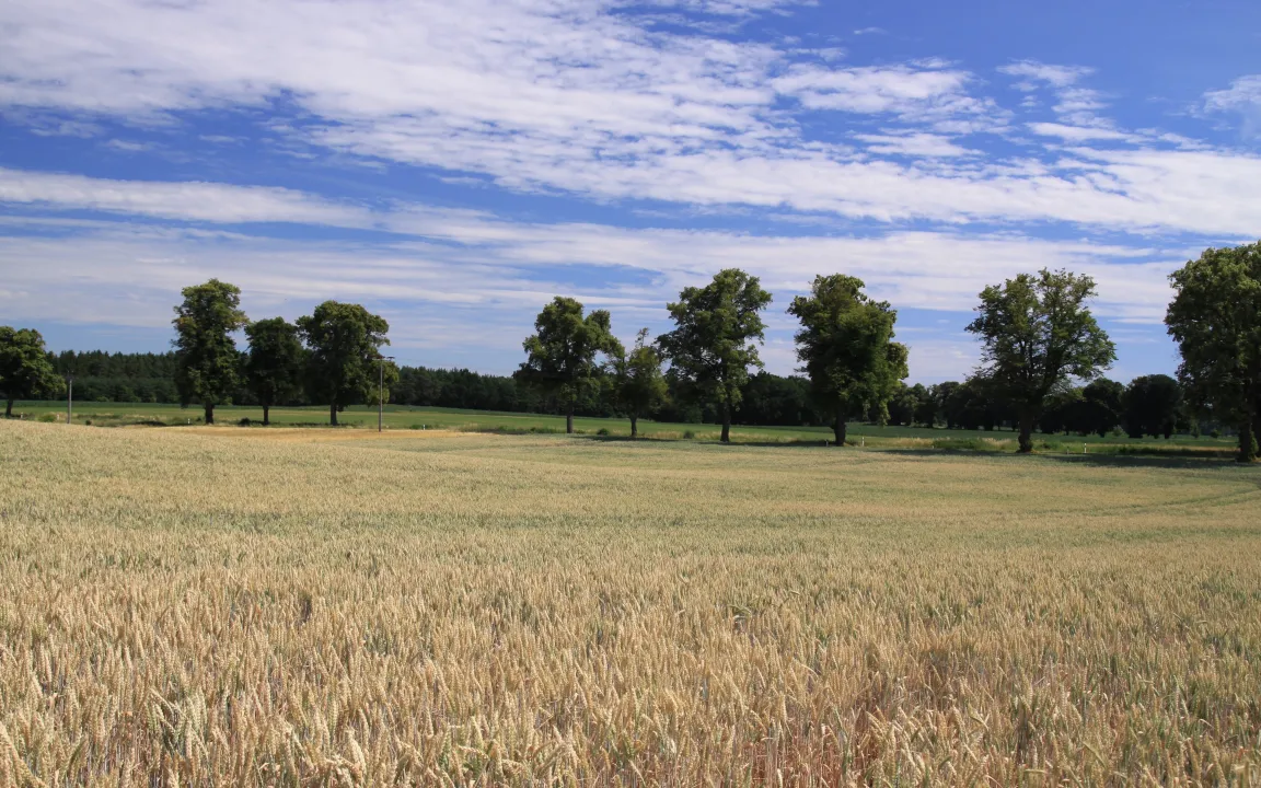 "Impfung" gegen Hitzestress