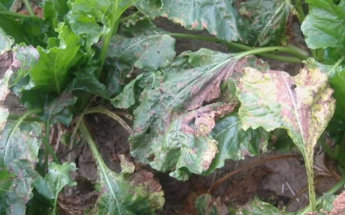 Zuckerrüben bei Verdacht rupfen