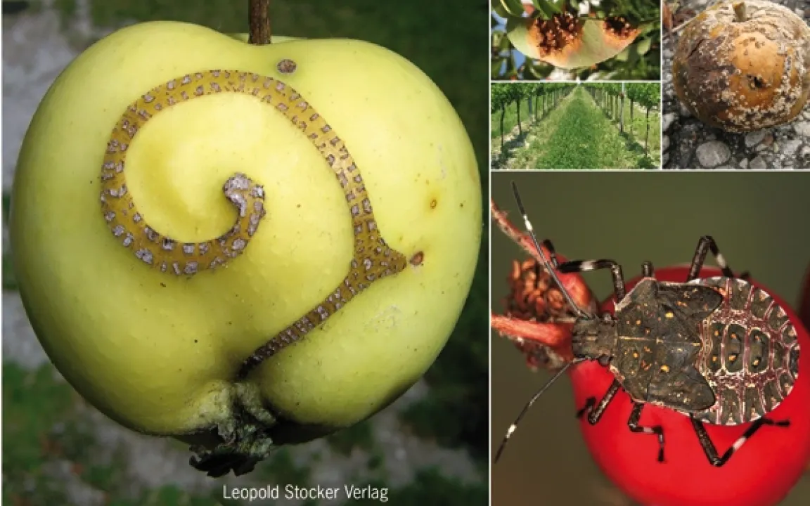 Atlas der Krankheiten, Schädlinge und Nützlinge im Obst- und Weinbau