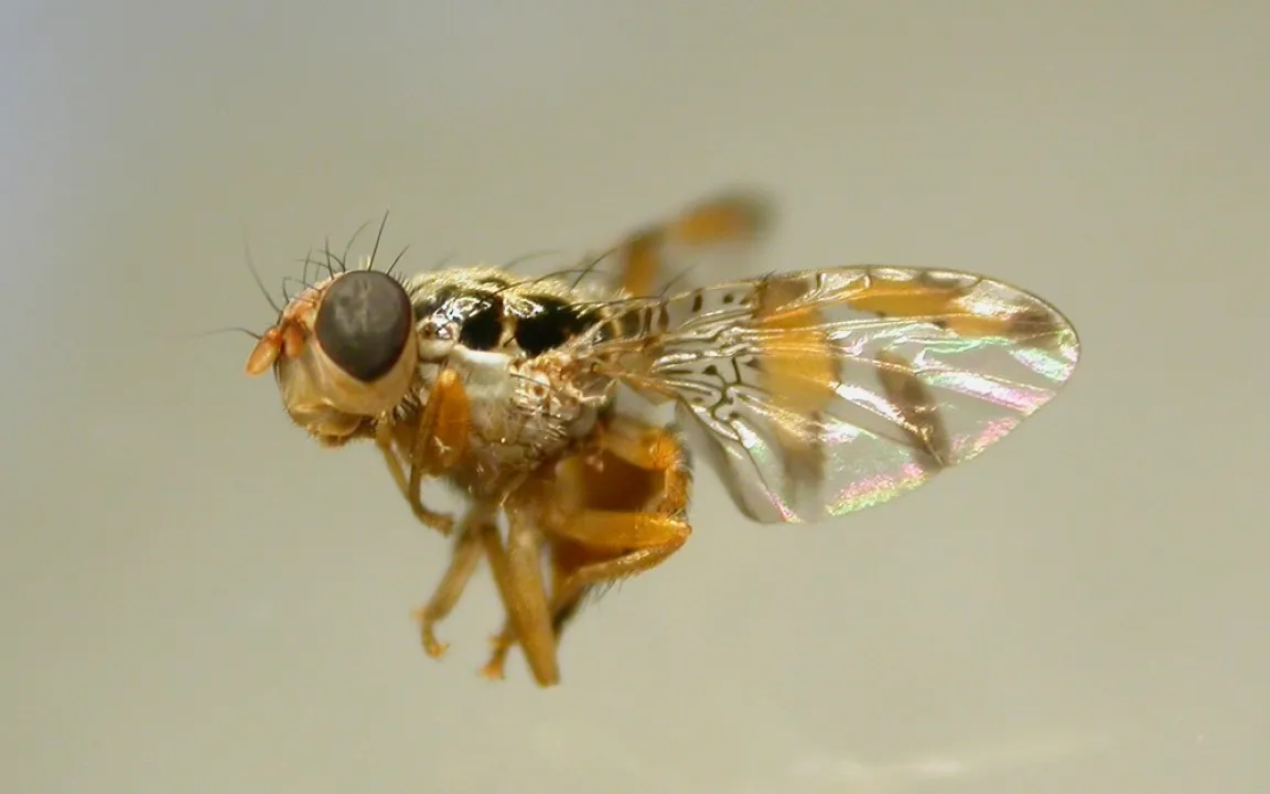 Klimawandel heißt Schädlinge willkommen