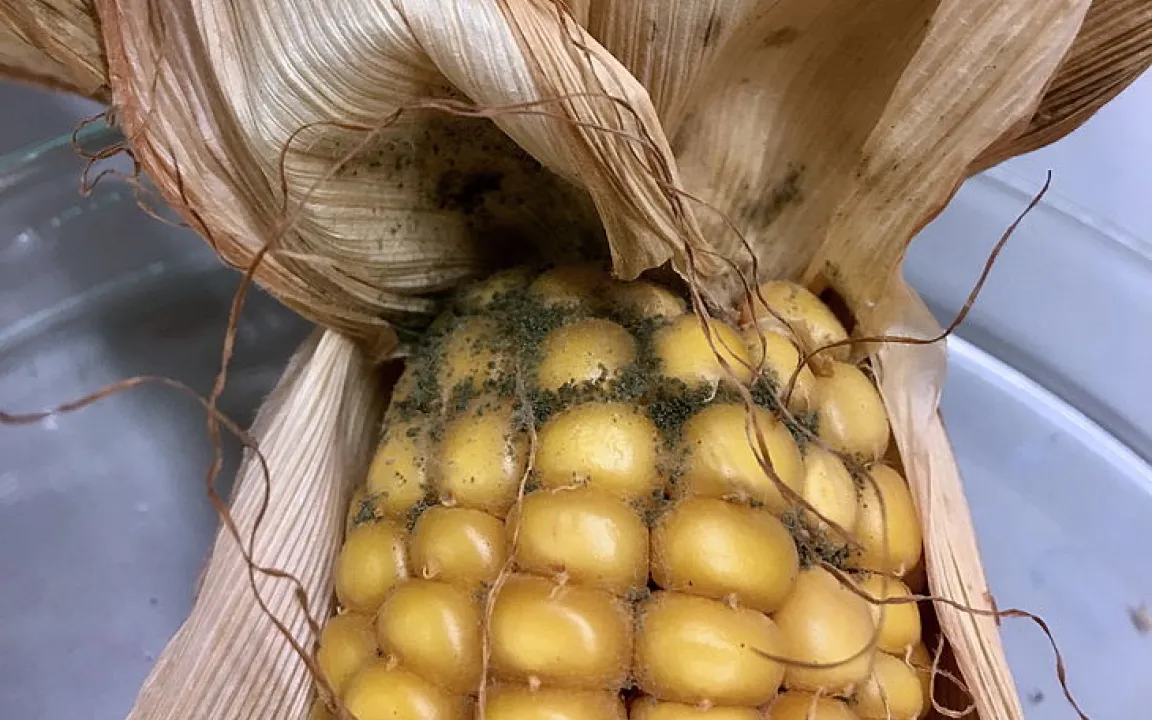 Pilzgifte im Mais reduzieren