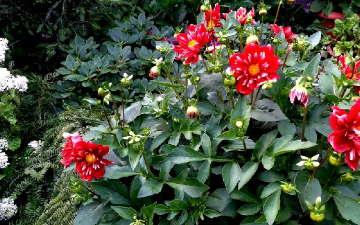 Dahlien gut durch den Winter bringen