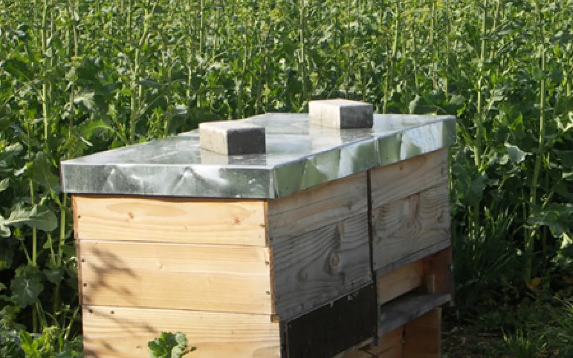 Ohne Bienen keine Ernte