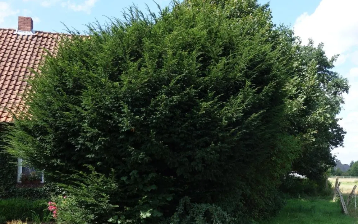 Sowohl Baum als auch Giftpflanze des Jahres