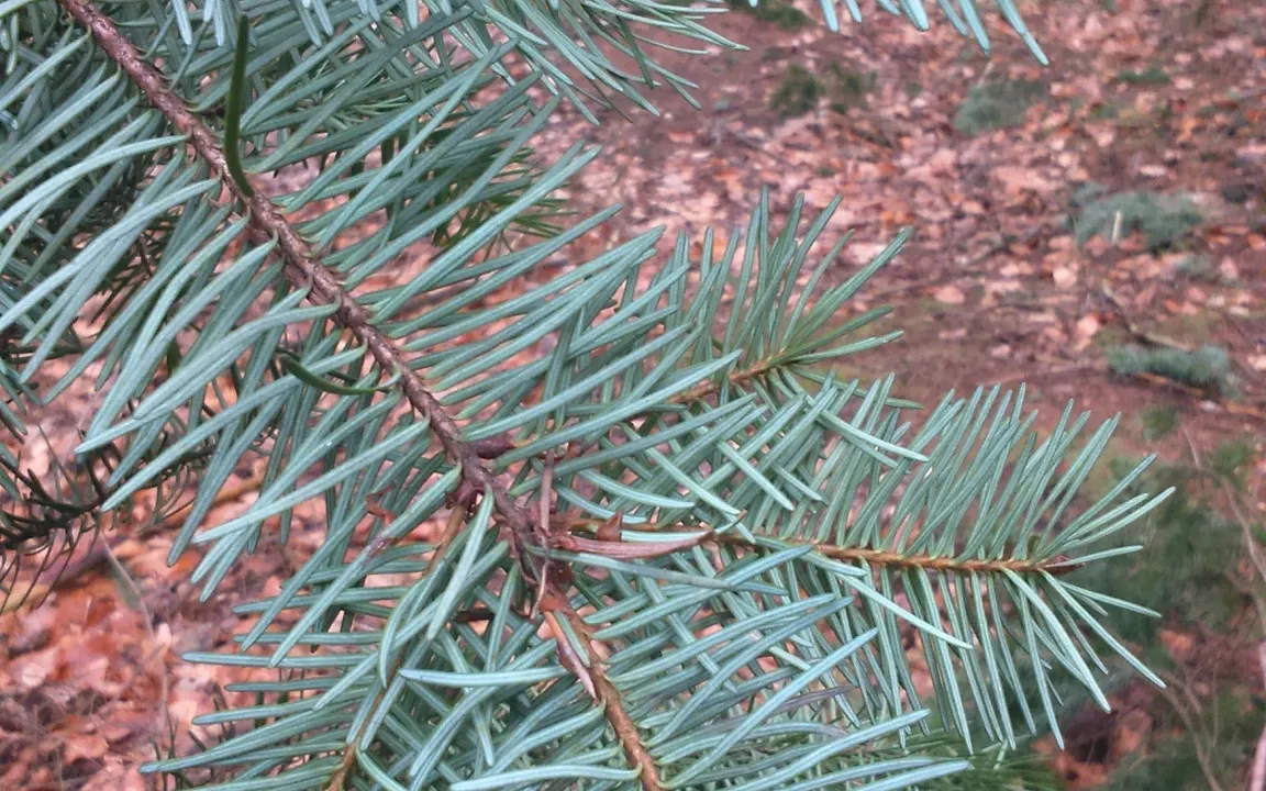 Invasive Art oder Zukunftsbaum in Zeiten des Klimawandels?