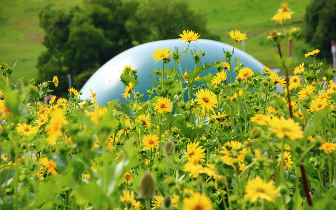 Die Durchwachsene Silphie