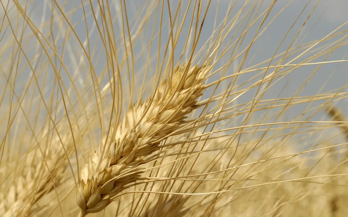 Durum – der Pastaweizen