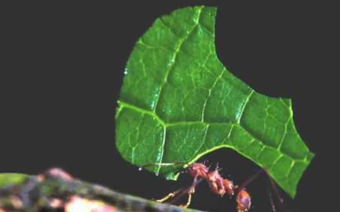 Chemie im Tier- und Pflanzenreich – Pflanzenschutz in der Natur