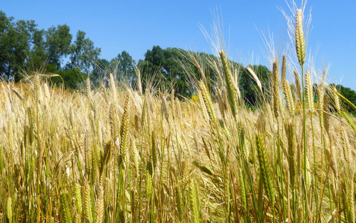 Das Wiederaufleben von Emmer und Einkorn