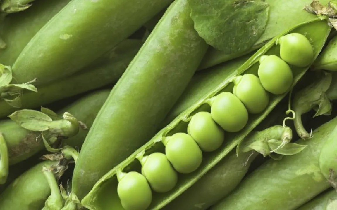 Von wegen grünes Gemüse