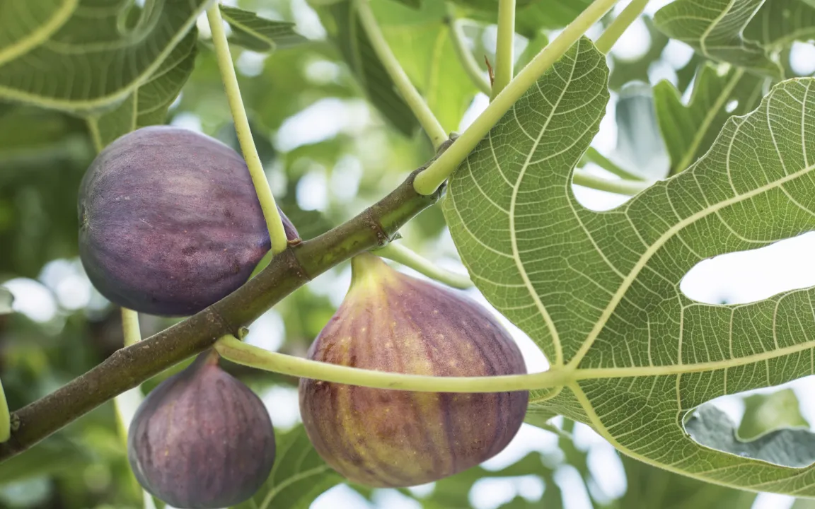 Der Feigen-Spreizflügelfalter hat großen Appetit auf Blätter