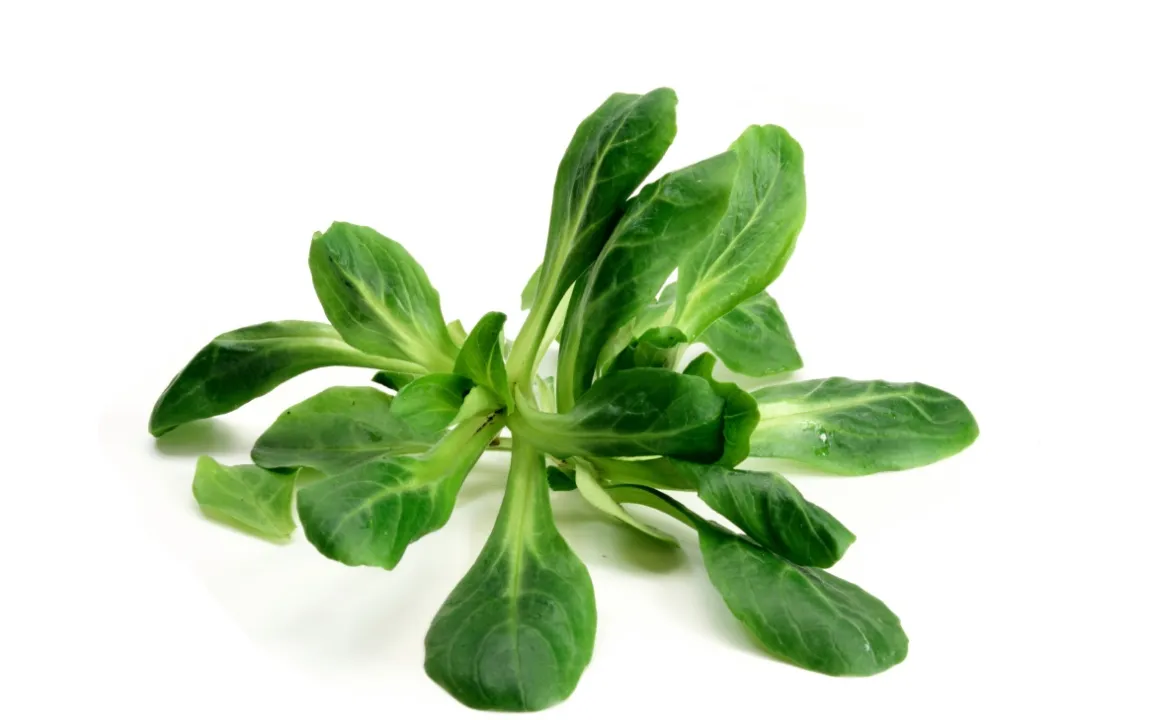 Feldsalat: Nach der Ernte muss es schnell gehen