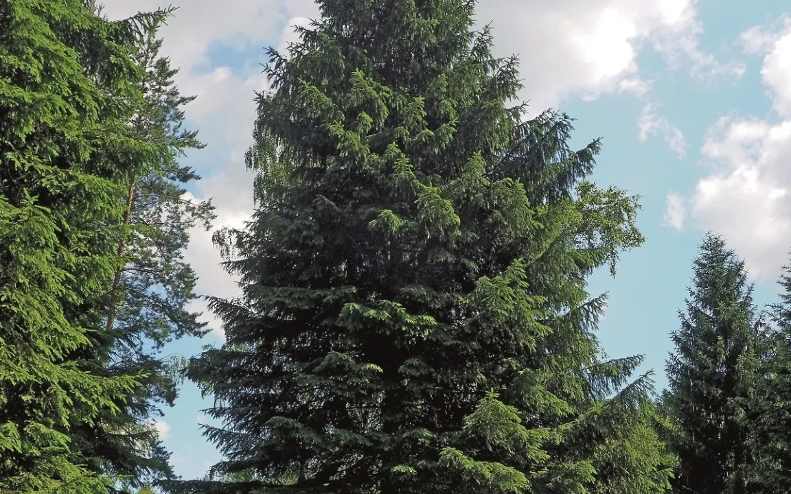 Baum des Jahres 2017: Die Fichte