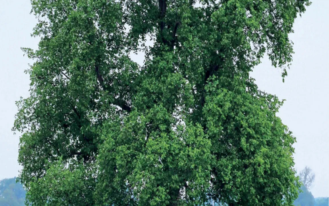 Baum des Jahres 2019: Die Flatter-Ulme 