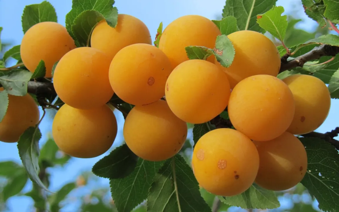 Mirabellen: Sind die süß!