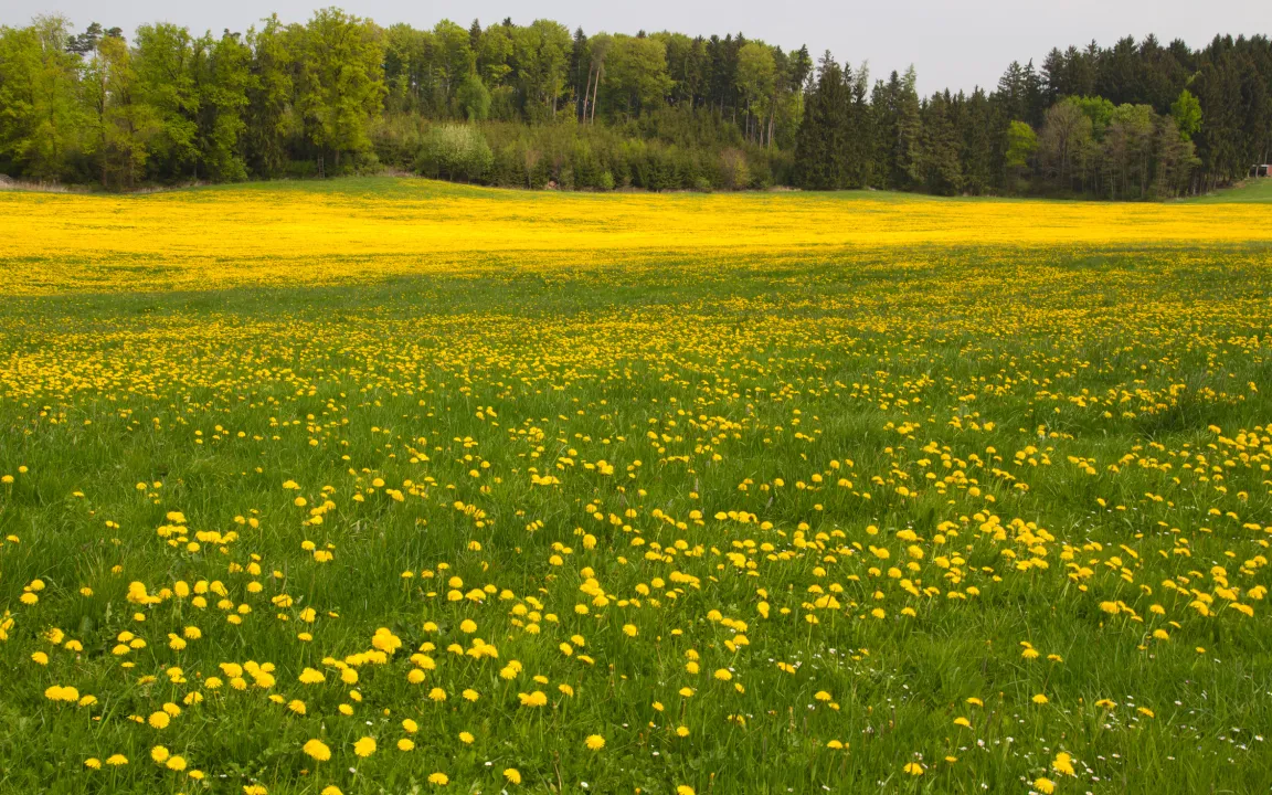 Grün oder gelb-weiß gebleicht – Gezackter Salat aus Löwenzahnblättern