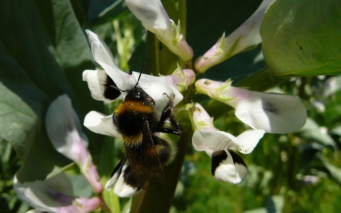 Gartenhummel bestäubt effizienter als Honigbiene