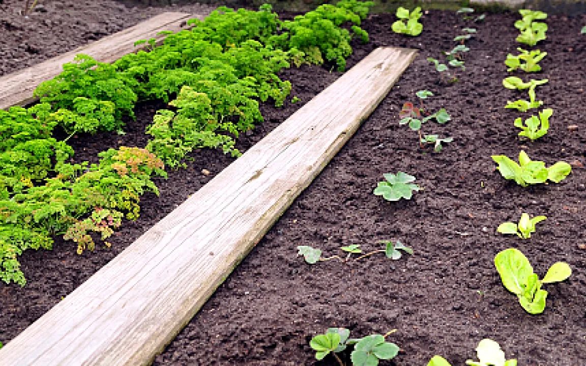 Auch Gartenpflanzen leben nicht von Luft und Liebe 