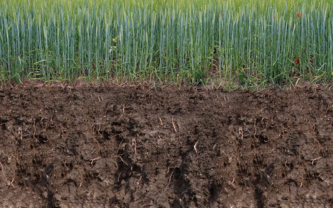 Neues Verfahren erfasst Mikrobiota schneller