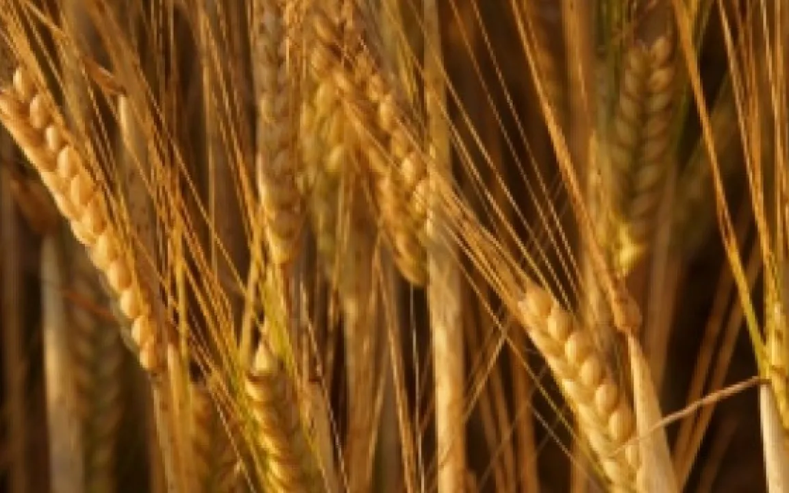 Genetischer und geografischer Ursprung der Gerste aufgeklärt