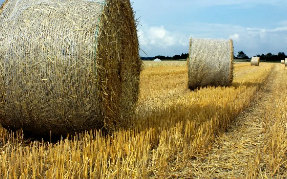 Getreideernte 2015: Trotz verbreiteter Trockenheit vielfach überraschende gute Erträge