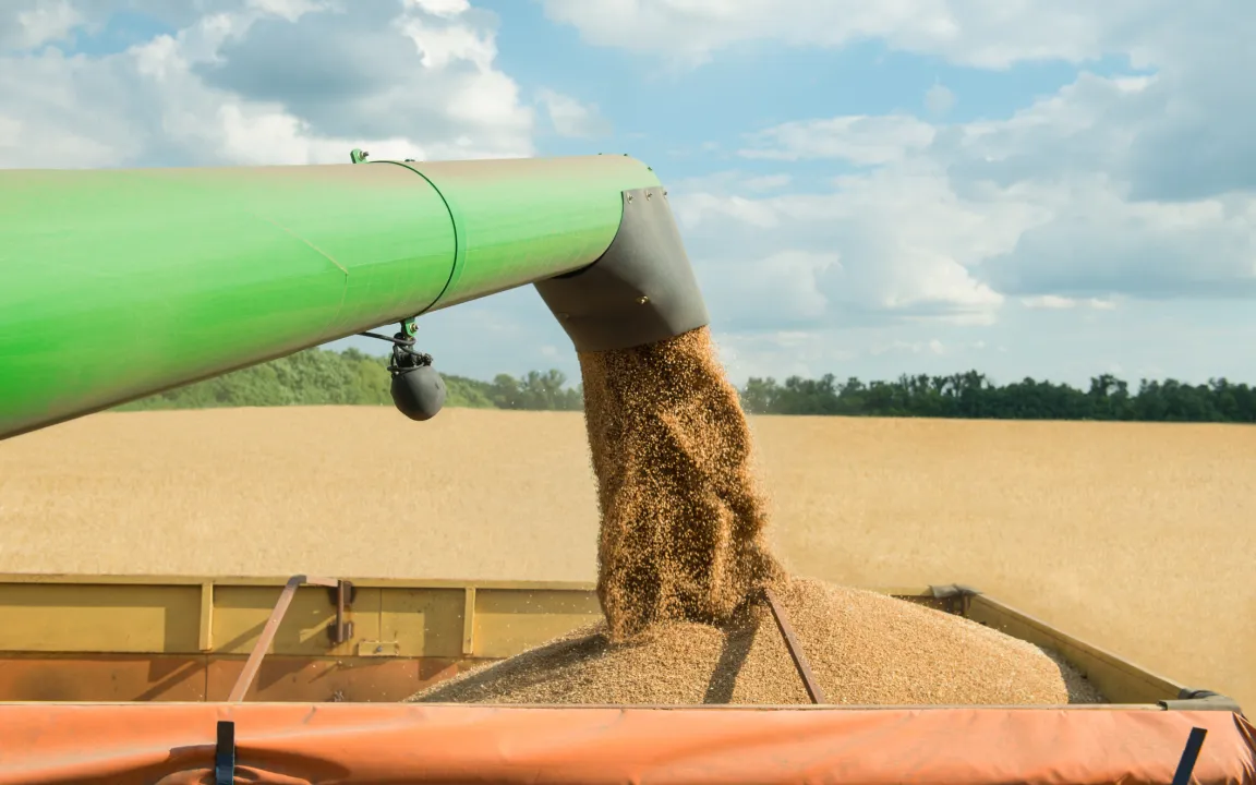 Getreideernte 2017: Leicht unterdurchschnittlich mit großen Schwankungen