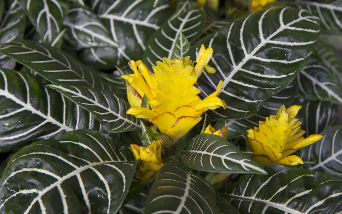 Glanzkölbchen – Zimmerpflanze aus den lichten Wäldern Brasiliens