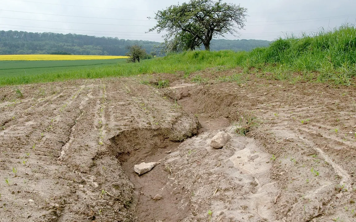 Boden des Jahres 2021: Der Lössboden