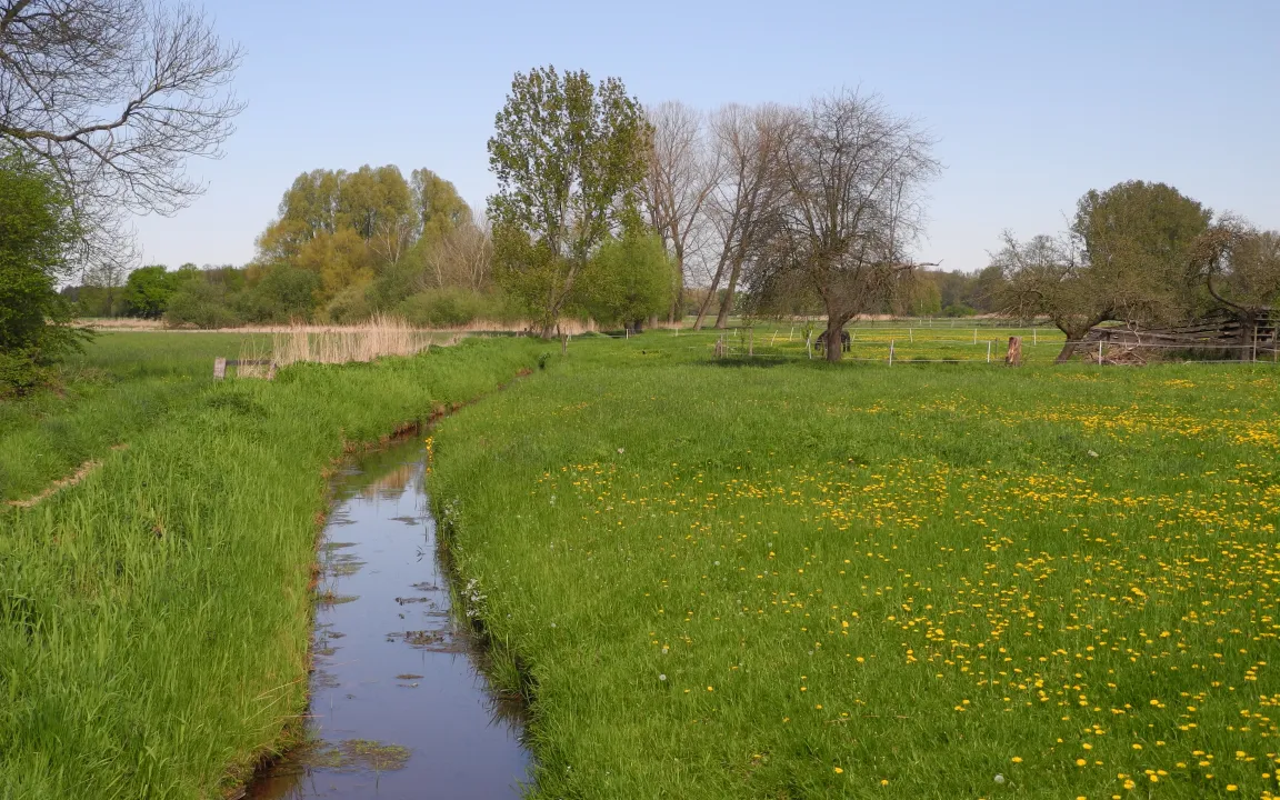 Der Grundwasserboden ist Boden des Jahres 2016