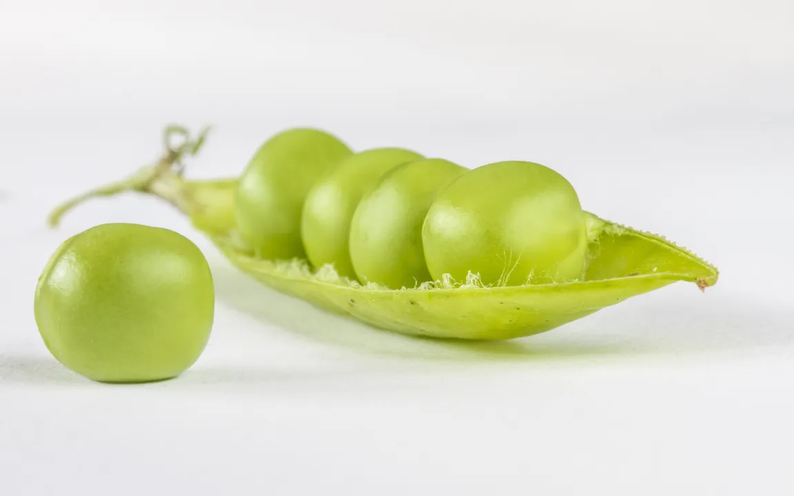 Gregor Mendels Vererbungslehre – Grundstein moderner Züchtung