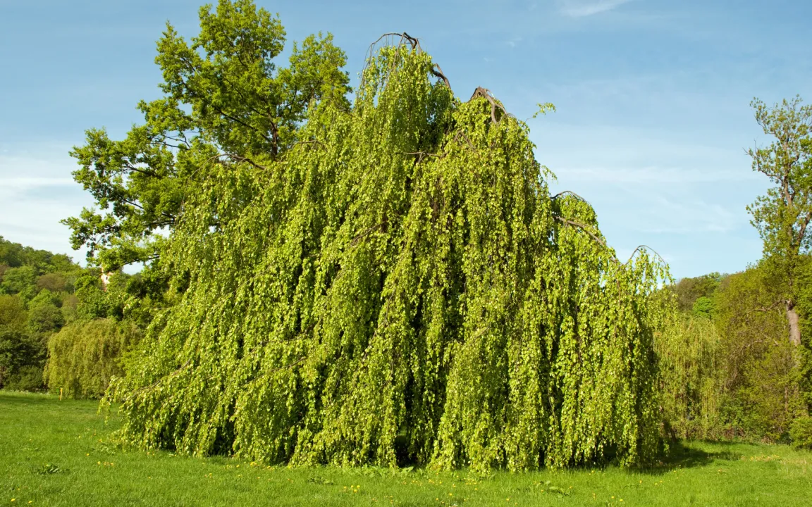 Schäden an Buchenblättern durch Buchengallmücke, Frostspanner & Co.