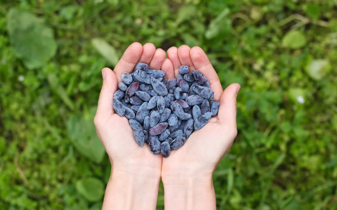 Haskap – alte Beere neu entdeckt