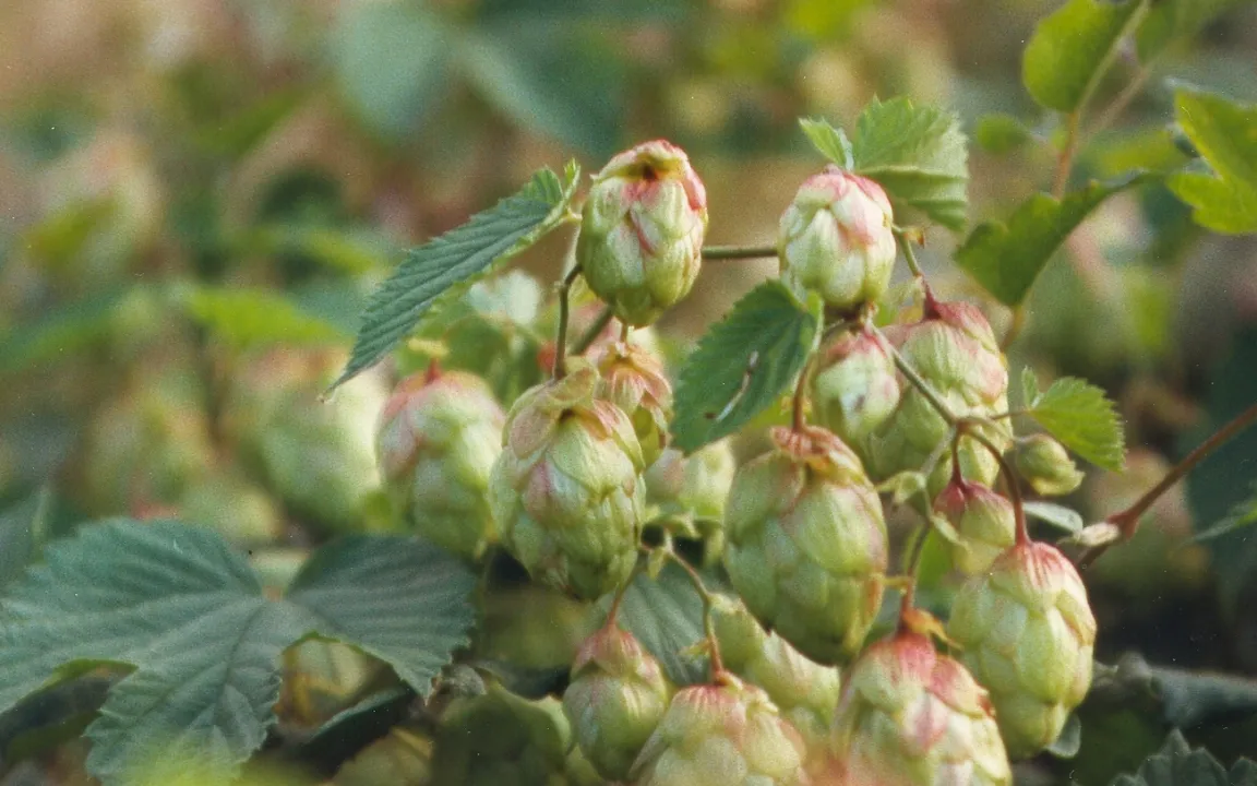 Hopfen – eine gefragte Arzneipflanze  