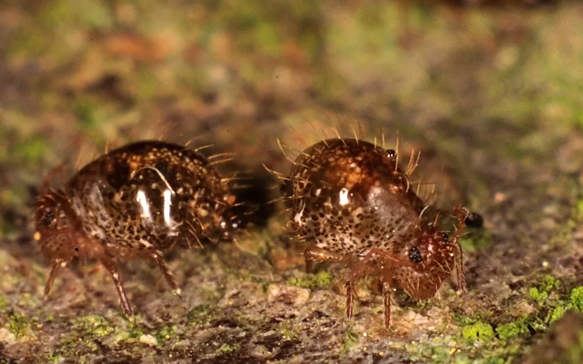 Insekt des Jahres 2016: Der Dunkelbraune Kugelspringer