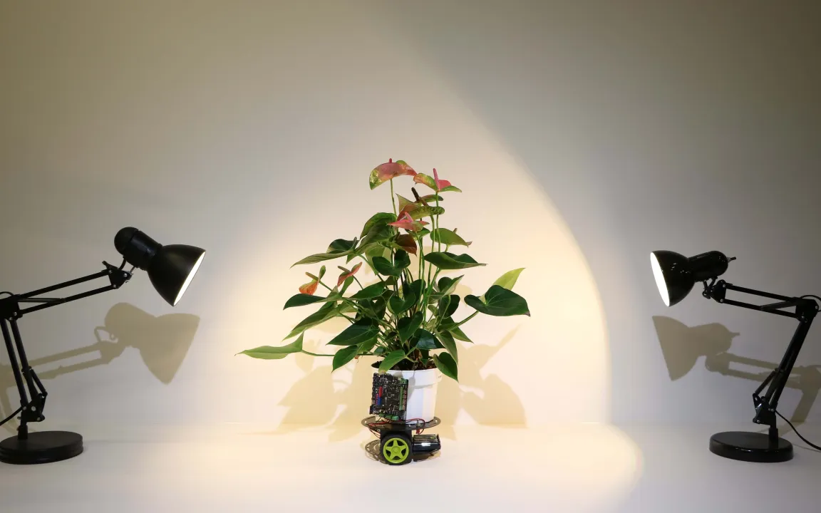 Elowan und das Licht