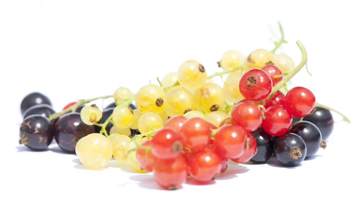 Johannisbeeren im Garten