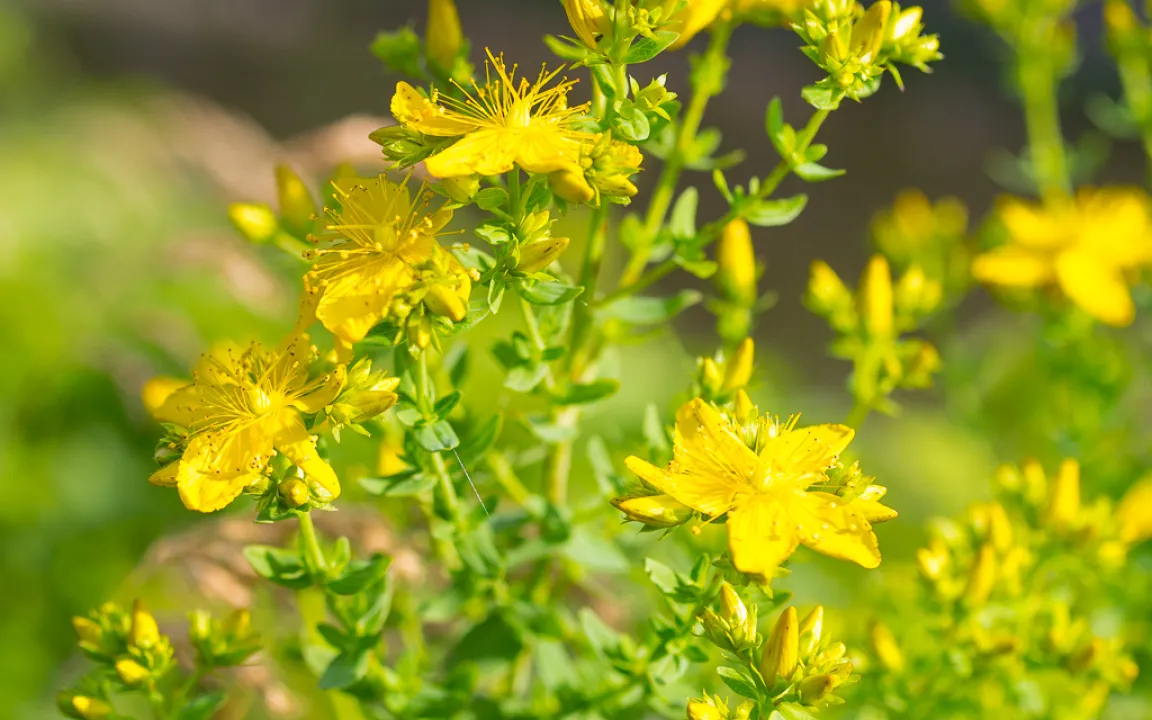 Johanniskraut ist "Heilpflanze des Jahres 2019"