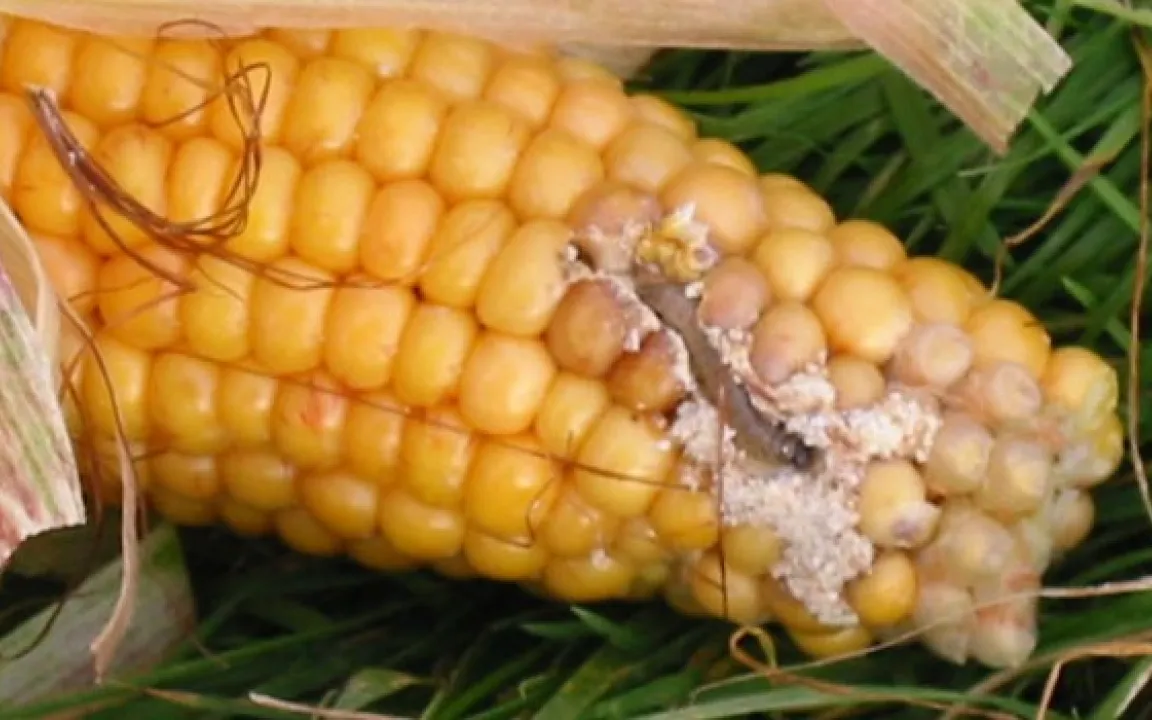 Maiszünsler machen sich in NRW immer breiter